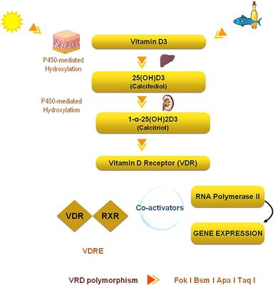 Frontiers Vitamin D and adrenal gland Myth or reality A